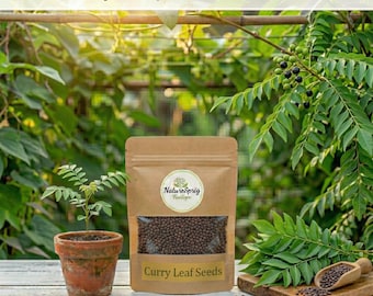 Currybladsträdfrön (Murraya koenigii) | Söta Neem Kadi Patta-frön för plantering