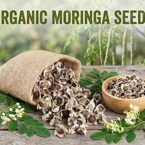 Semillas de Moringa – Moringa oleifera sin OMG, semillas de árbol de baqueta de rápido crecimiento y alta germinación para el huerto doméstico.