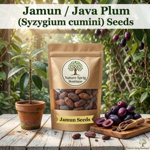 Semillas de árbol de jamun (mora india / ciruela de Java)