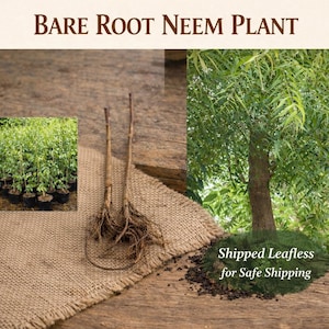 Può includere: Immagine di una pianta di neem a radice nuda con il testo "Bare Root Neem Plant". L'immagine mostra le radici e gli steli della pianta, con un piccolo albero sullo sfondo. È visibile anche il testo "Shipped Leafless for Safe Shipping".