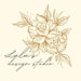 LulusDesignStudio