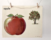 Vintage Flash Card large apple fruit