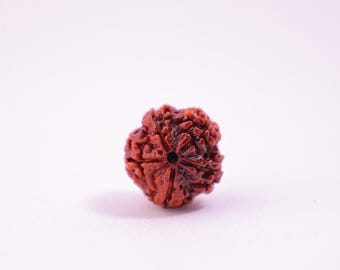 Zertifizierte 5 Mukhi Nepali Rudraksha • Original Himalaya Perle • Gleicht die Fünf Elemente aus (Pancha Tatva)
