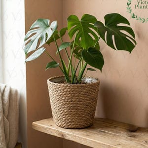 May include: A potted Monstera plant with large, split green leaves sits in a woven basket planter. The planter is made of natural-colored rope and sits on a wooden shelf. The background is a warm, neutral color.