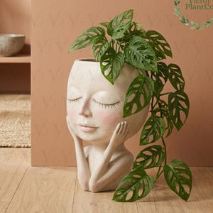 May include: A cream-colored planter shaped like a serene face with closed eyes and rosy cheeks. The planter holds a vibrant green plant with unique, hole-filled leaves. The planter is on a wooden floor, with a neutral-toned background.