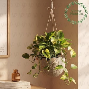 May include: A hanging planter with a textured, leaf-patterned exterior holds a lush pothos plant with variegated green and yellow heart-shaped leaves. The planter is suspended by natural-colored twine cords that feature small wooden beads.