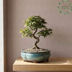 May include: A Japanese maple bonsai tree with green leaves and a twisted trunk sits in a light blue ceramic pot. The pot is filled with small pebbles. The tree is on a wooden shelf. The Victor Plant Co. logo is in the upper right corner.