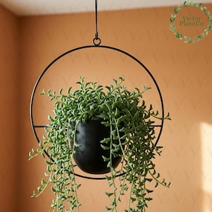 May include: A black hanging planter with a trailing green succulent plant. The planter is suspended by a black metal ring and chain. The plant has long, cascading stems with small, green, fleshy leaves. The background is a warm, neutral color.