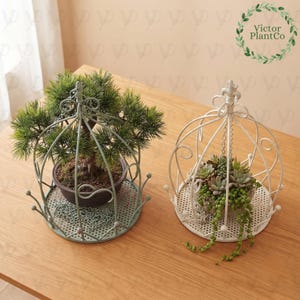May include: Two decorative metal birdcage-style plant holders with a perforated circular base. One cage is sage green containing a small pine tree in a dark pot, and the other is white containing a variety of succulents and trailing green vines.