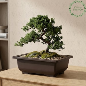 May include: A bonsai tree with lush green foliage and a brown trunk, planted in a dark brown rectangular pot. The pot sits on a wooden surface. The image includes the text "Victor PlantCo" in a circular design.