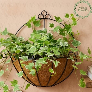 May include: A hanging planter with a black metal frame and a woven brown basket. The basket is filled with green and white variegated ivy. The planter is mounted on a light pink wall. The Victor PlantCo logo is in the upper right corner.