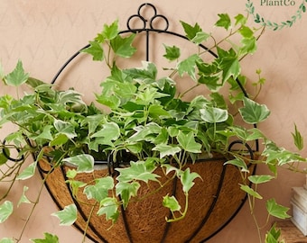 Macetero de pared moderno, macetero colgante hecho a mano, macetero grande para exteriores, cesta colgante para plantas, soporte para macetas