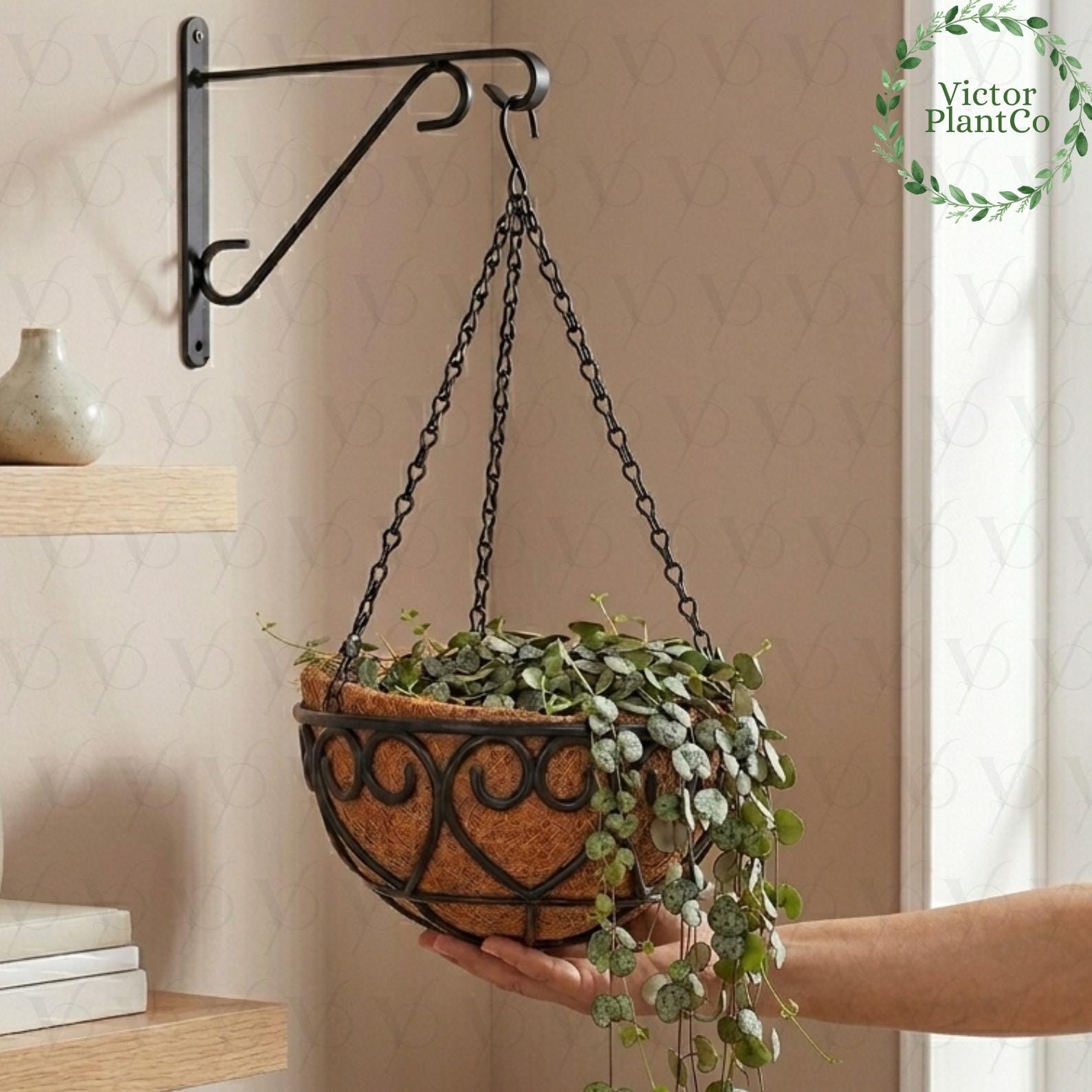 peace lily plant with pot Peace Lily