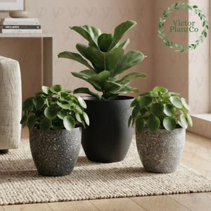 Modern Bonsai Wall Large Planter Set Hand Crafted Unique Planter Basket Flower Pot Holder Potted Wall Planter Flower Plant Stand Indoor