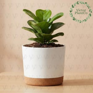 Handgjord Bonsai Stor Väggplanterare För Inomhusväxter Stativ Hållare Med Krukväxt Väggplanterare Inomhusdisplay