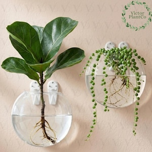 May include: Two clear, round glass wall planters with plants. One holds a fiddle-leaf fig, the other a string of pearls. Both are filled with water, showcasing the roots. The planters are mounted on a light-colored wall.