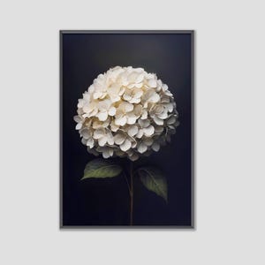Könnte beinhalten: Gerahmter Druck mit einer Nahaufnahme einer weißen Hortensienblüte vor dunklem Hintergrund. Der Blütenkopf ist ein großer, kugelförmiger Cluster aus zarten Blütenblättern. Stiel und Blätter sind sichtbar.