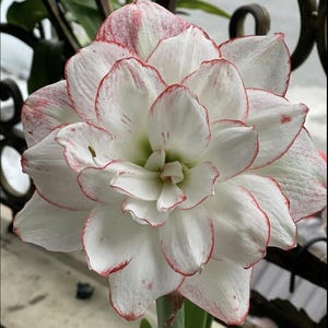 Weiße Amaryllis-Zwiebeln | Hippeastrum Blumenzwiebeln | Hausgarten