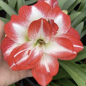 2Pcs Amaryllis Bulbs| Hippeatrum Bulbs Flower | House Plant