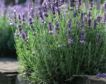 Rosemary | Heirloom Perennial, Fragrant Evergreen Foliage
