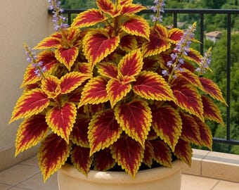 Semillas de Coleus Rainbow Mix / Follaje colorido de cosecha fresca sin OMG