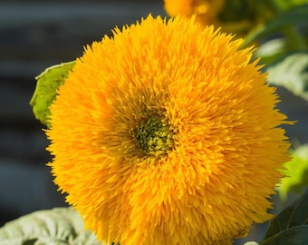 50 semillas de girasol gigantes con forma de oso de peluche – Mezcla de flores raras amarillas y azules de variedades antiguas.