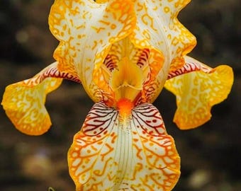 Semillas de iris barbado raro de colores variados – Flores perennes de jardín