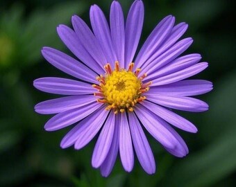 500 semillas de aster perenne de Nueva Inglaterra - Jardín para polinizadores