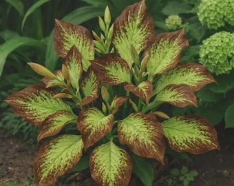 160+ Ornamental Hosta Seeds | Shade Perennial Outdoor Foliage Garden