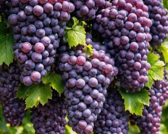 Semillas de uva morada tradicional: una jugosa vid trepadora ideal para jardines y pérgolas.