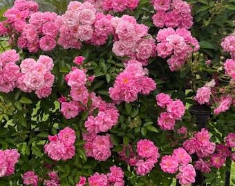 Semillas de rosa trepadora rosa, sin OMG, variedad antigua y rara, ideal para pérgolas de jardín.
