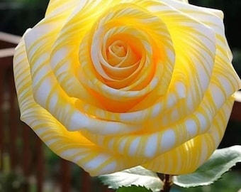 5 Rare Mixed Rose Seeds – Rosa Perennial Garden Flowers – Colorful Bloom Variety