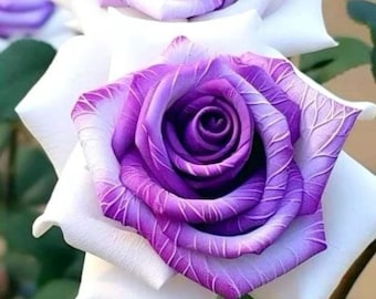 5 semillas de rosas mixtas / Planta perenne de jardín con flores para exteriores