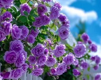 Semillas raras de rosa trepadora púrpura – 20 semillas de flores de jardín tradicionales no transgénicas