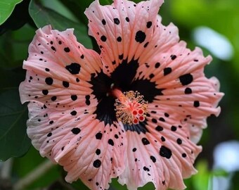 30 Colorful Hibiscus Seeds | Tropical Outdoor Flower Garden Plants