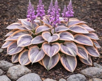 Más de 160 semillas de hosta - Planta perenne de jardín para sombra - Follaje ornamental para exteriores