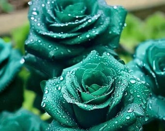 Semillas de rosa verde escocesa, sin OMG, variedad antigua y rara, para plantar en el jardín, 20 unidades.