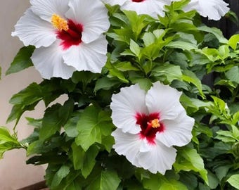 30 semillas de hibisco multicolor – Variedad exótica de jardín tradicional