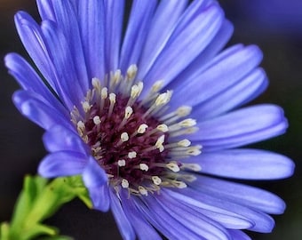 500 New England Aster Seeds | Perennial Pollinator Wildflower Garden