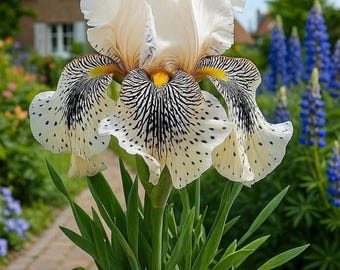 30 semillas de iris vibrantes / Flores perennes de colores variados para jardín exterior