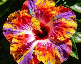 30 semillas de hibisco multicolor - Flores tropicales raras - Flor de jardín tradicional