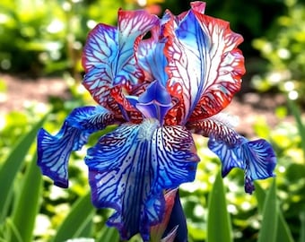 30 semillas de iris de colores variados - Variedad de flor perenne poco común - Flores para jardín exterior