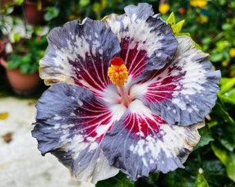 30 Multicolor Hibiscus Seeds | Tropical Outdoor Flower Garden Plants