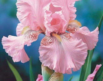 Semillas de lirios ornamentales: flores perennes resistentes para jardines exteriores.