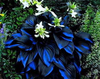 160+ Shade Hosta Seeds | Perennial Ornamental Outdoor Foliage Plants