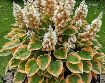 Más de 160 semillas de hosta para jardín de sombra: follaje ornamental perenne y resistente para plantar en exteriores.