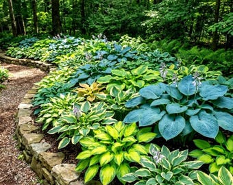 160+ Shade Hosta Seeds | Perennial Ornamental Outdoor Foliage Plants