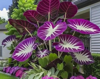Hosta, planta perenne de sombra / Follaje morado y blanco, elegante contraste ornamental