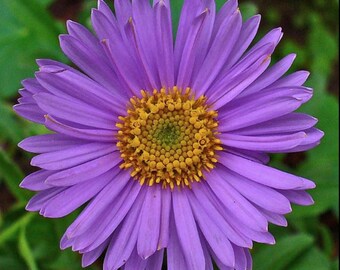 500 Autumn New England Aster Seeds | Perennial Pollinator Outdoor Blooms
