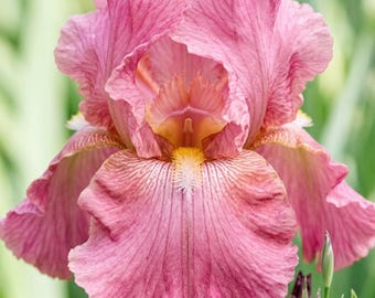 30 Perennial Iris Seeds | Mixed Color Outdoor Garden Flower Blooms